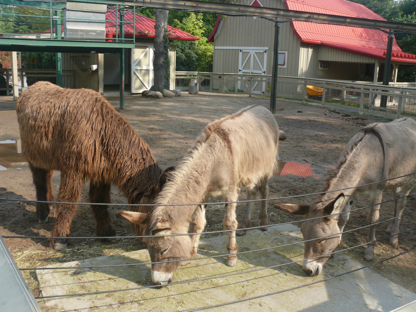 Baudet de Poitou and Domestic Donkey - 24-08-2020