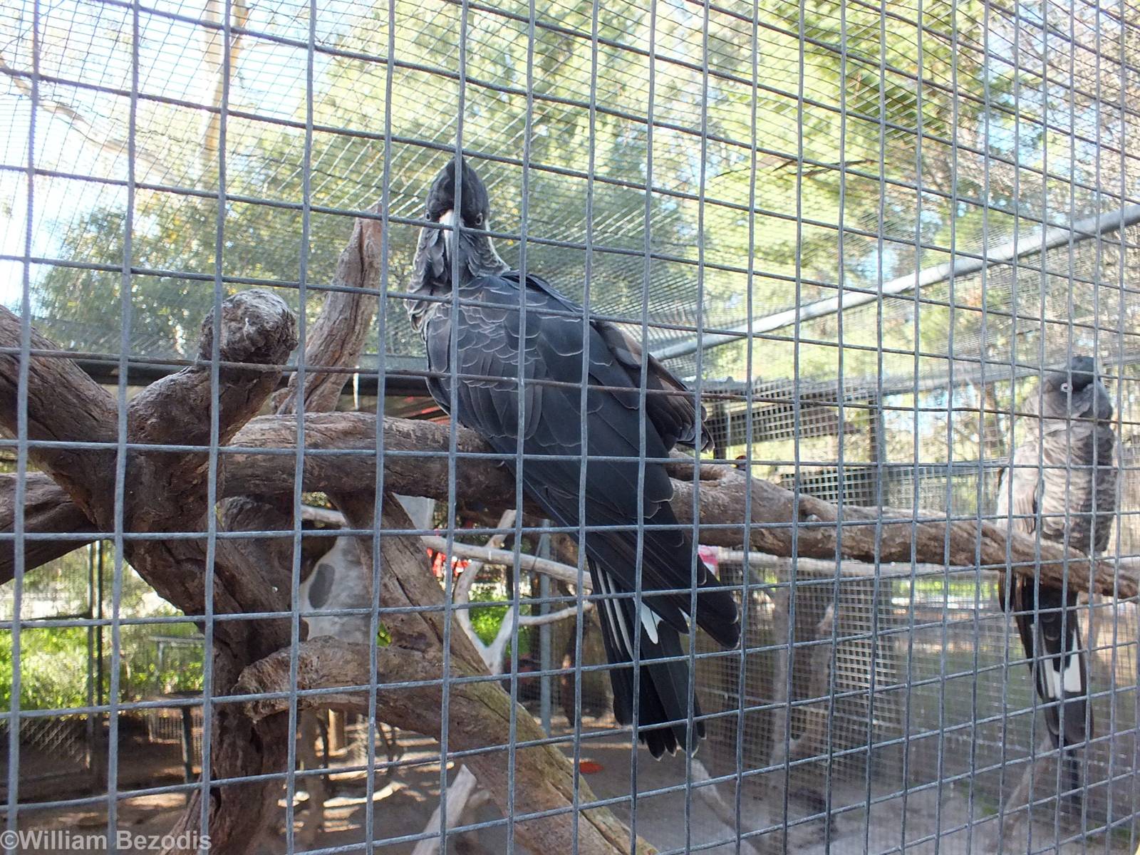 Baudin's Black-cockatoo