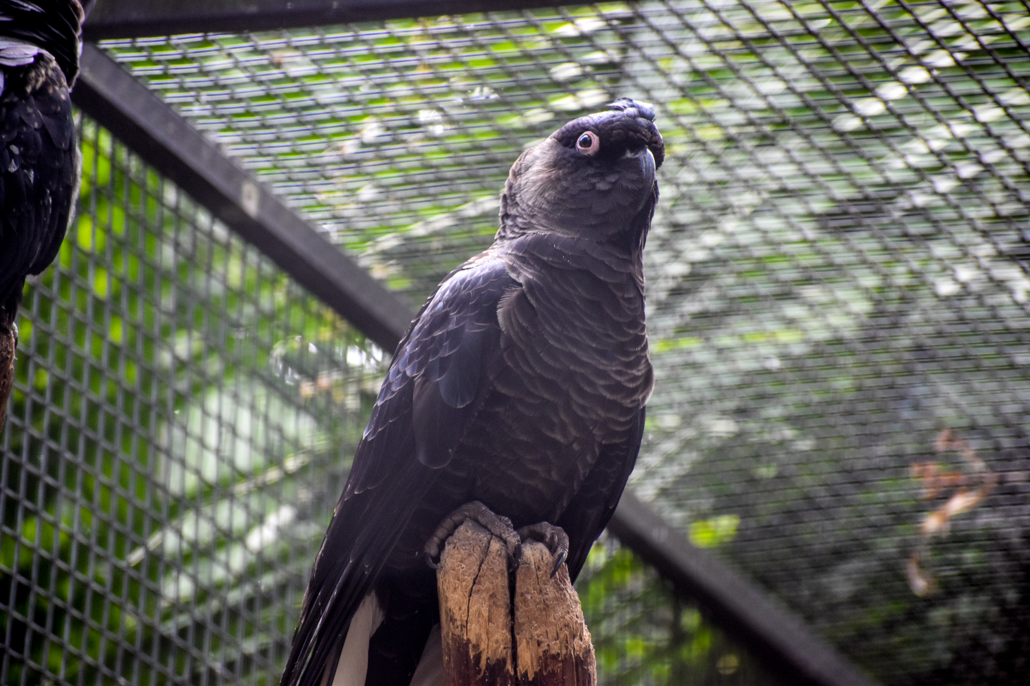 Baudin's Black Cockatoo