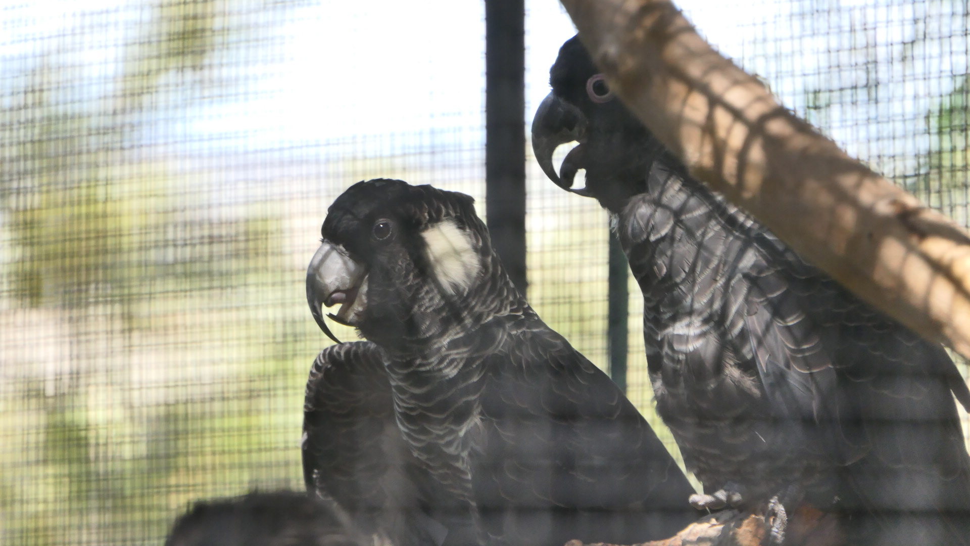 Baudin's Black-Cockatoo