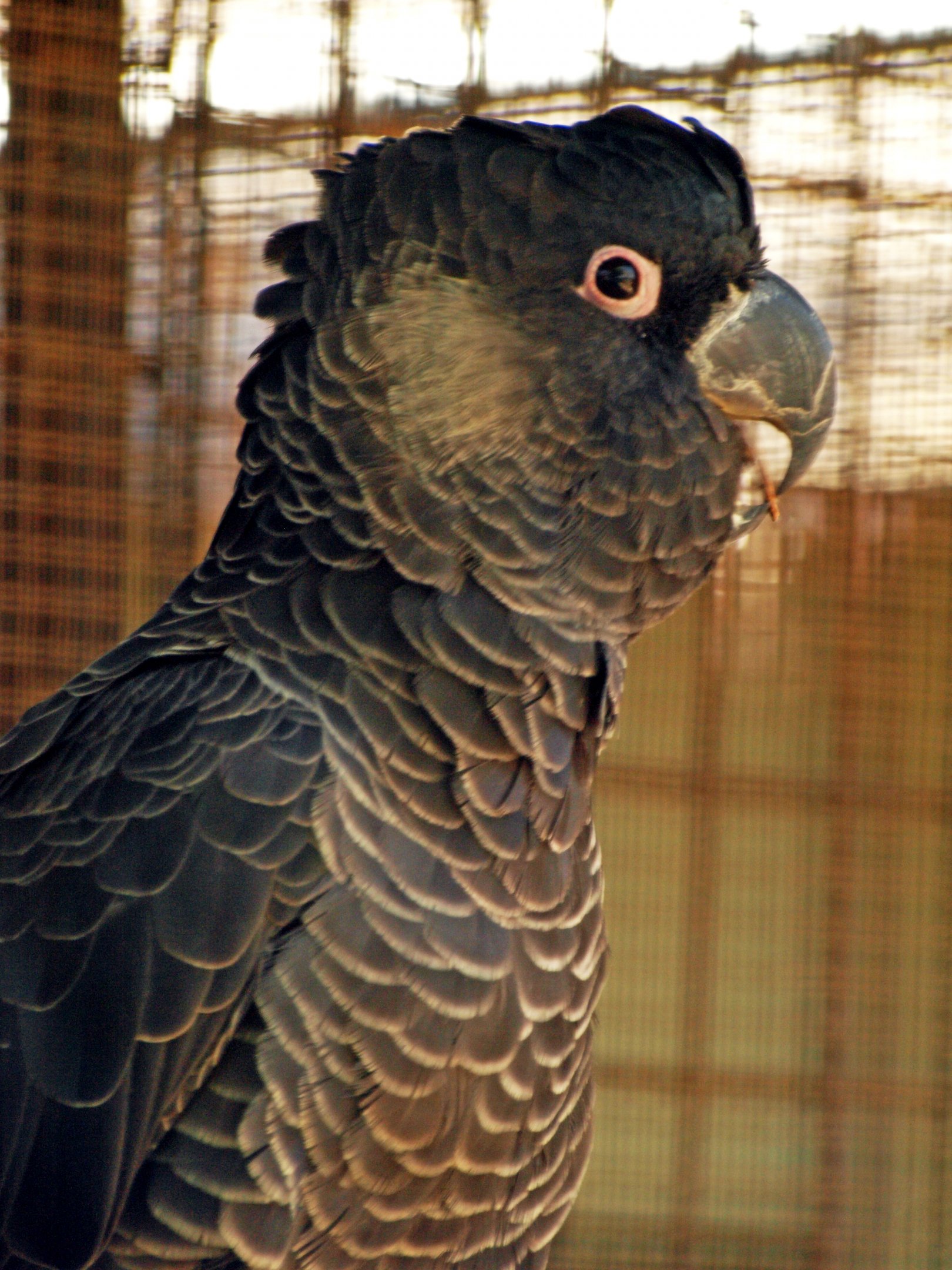 Baudin's cockatoo