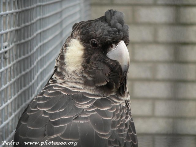 Baudinus cockatoo (Calyptorhynchus baudini)