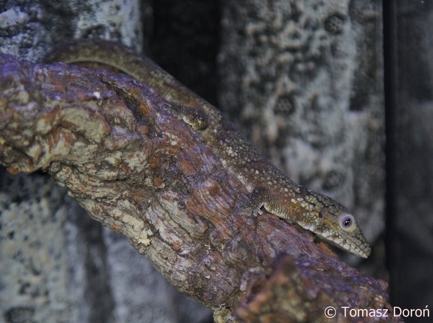 Bauer's Chamaeleon Gecko (Eurydactylodes agricolae), December 2017