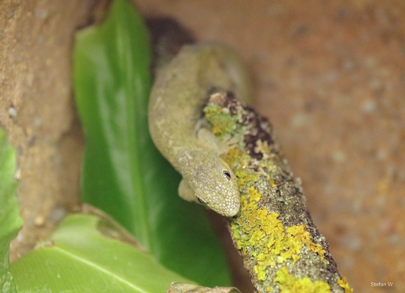 Bauer's chameleon gecko (Eurydactylodes agricolae)