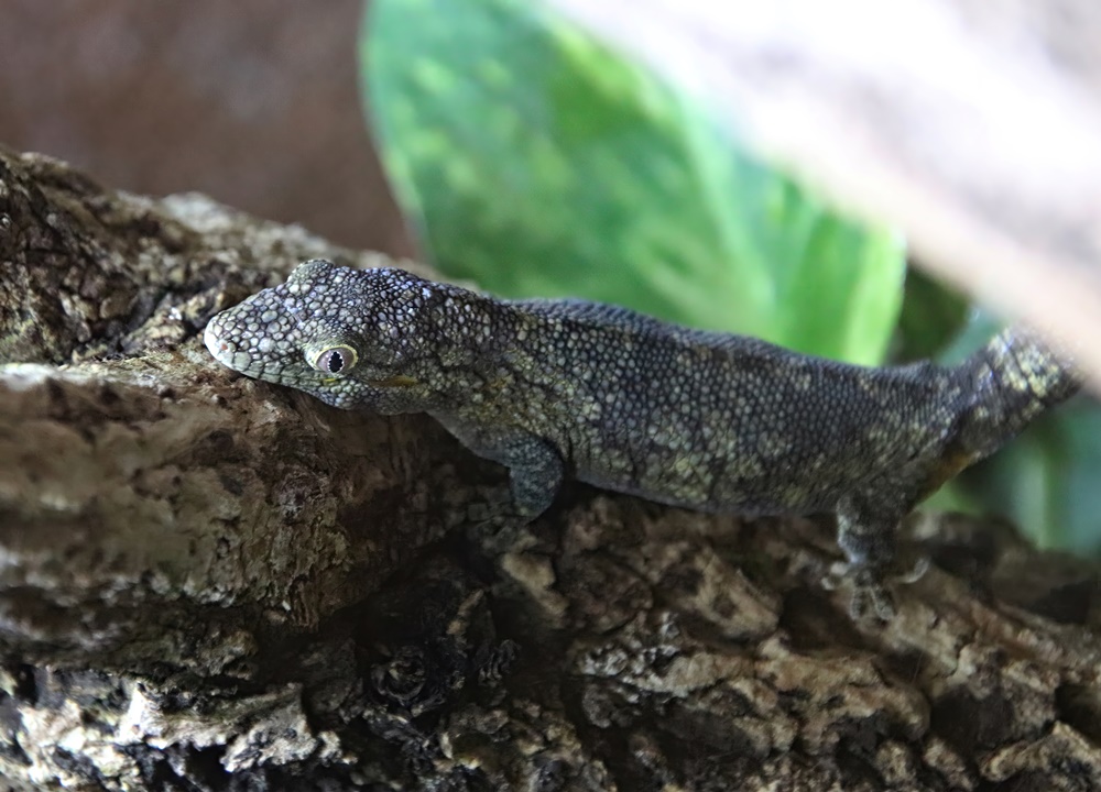 Bauer's chameleon gecko (Eurydactylodes agricolae)