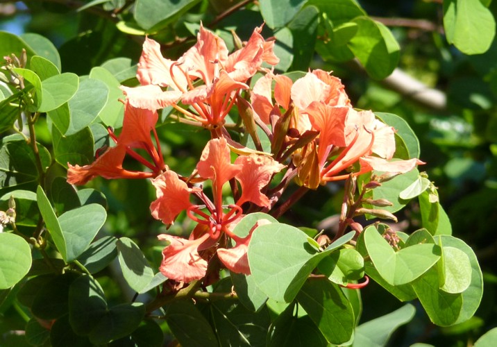Bauhinia galpinii