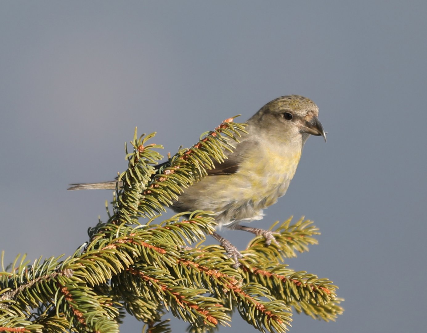 Bavarian Bird (ID help)