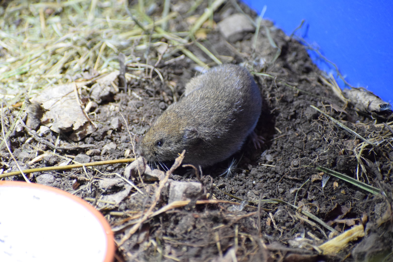 Bavarian pine vole