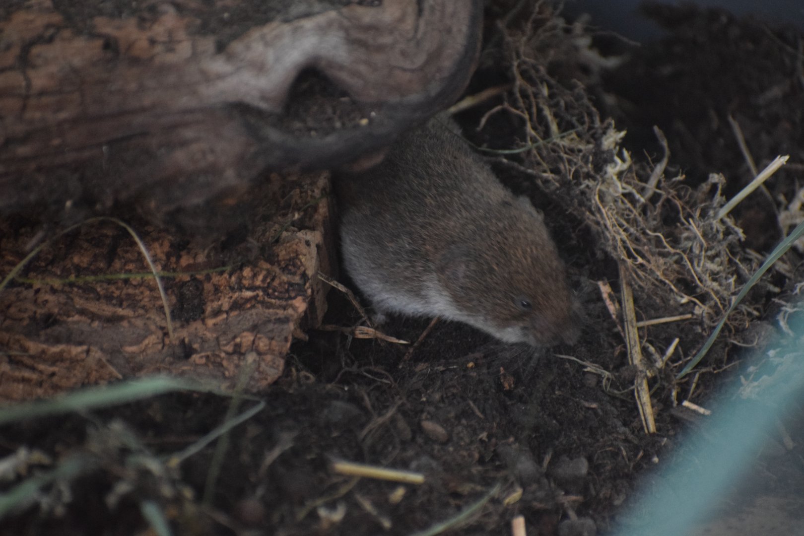 Bavarian pine vole
