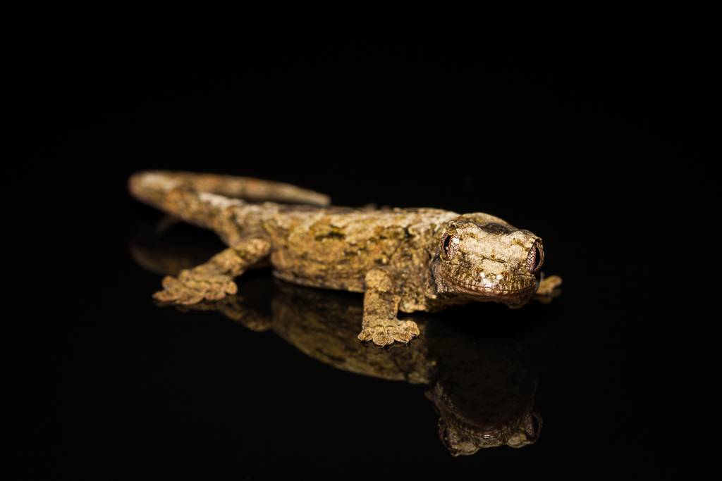 Bavay's giant gecko - Mniarogekko chahoua