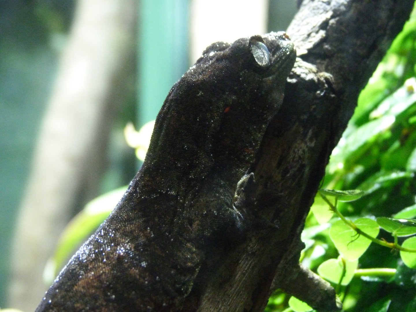 Bavay's giant gecko -Tierpark Berlin (2024)