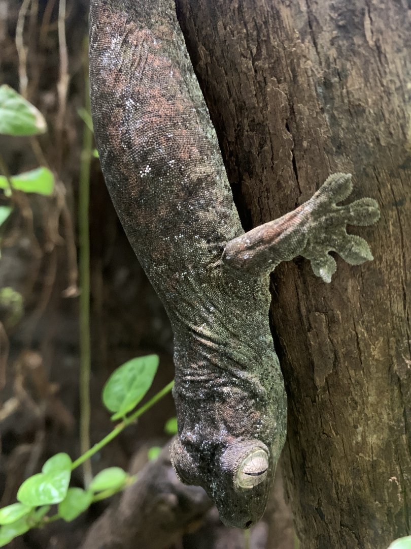Bavay's giant gecko