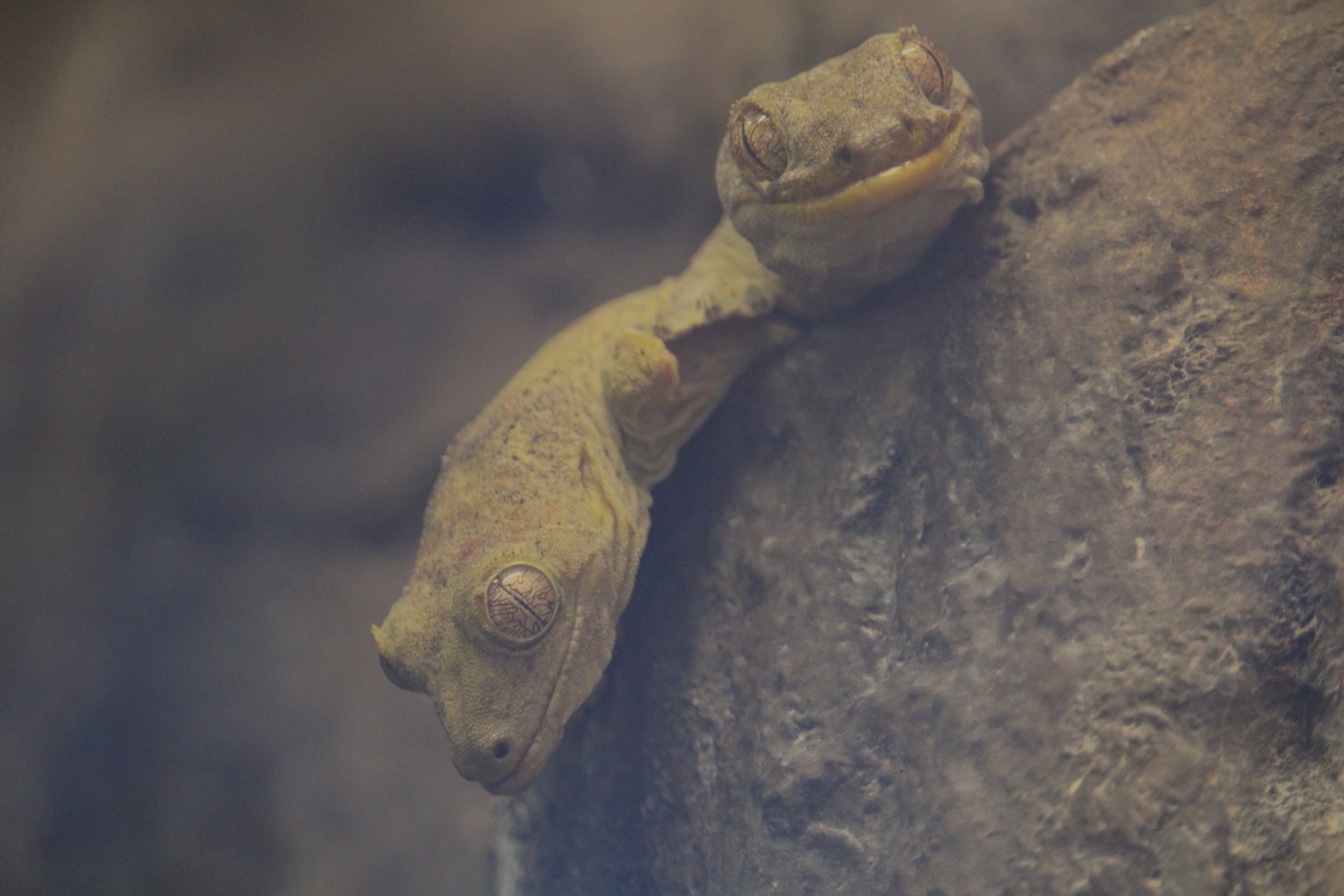 Bavay's Giant Geckos