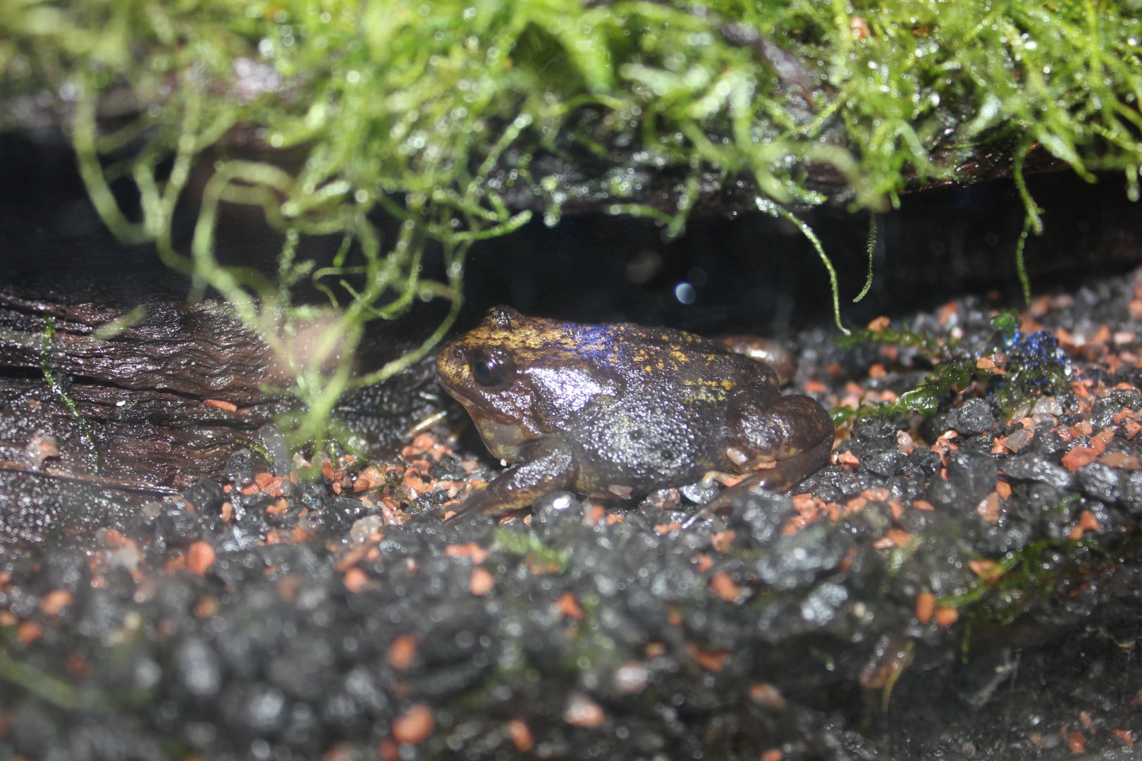Baw Baw Frog (Philoria frosti)