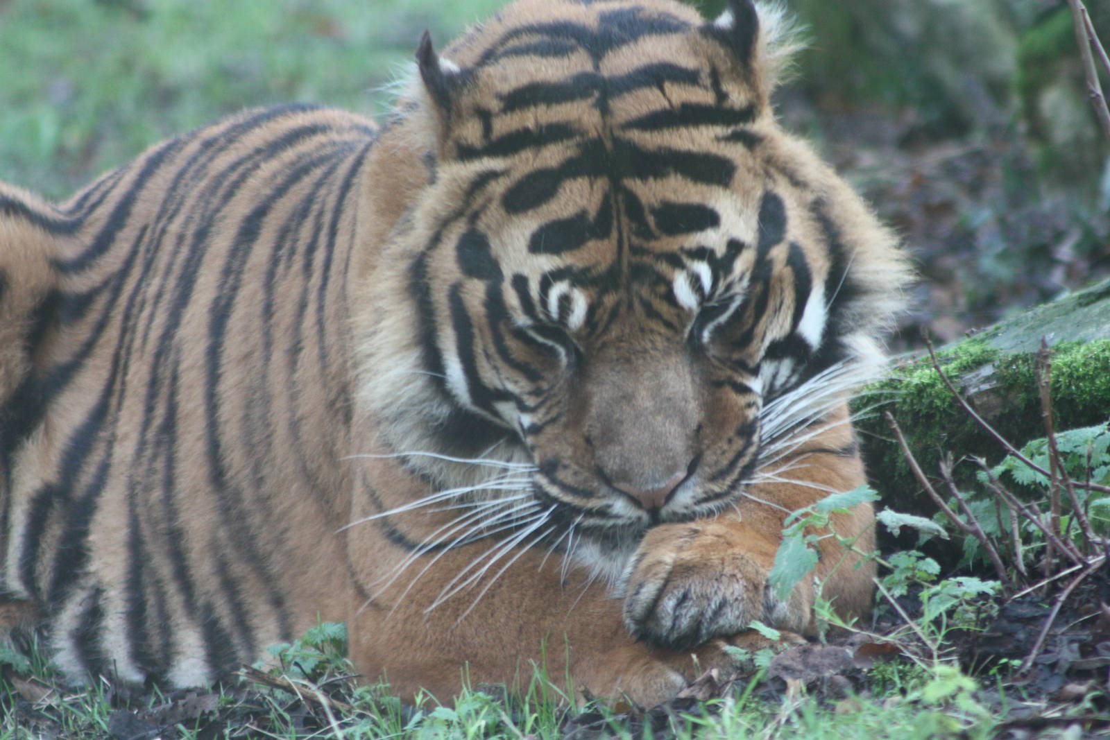 Bawa, 27th December 2014