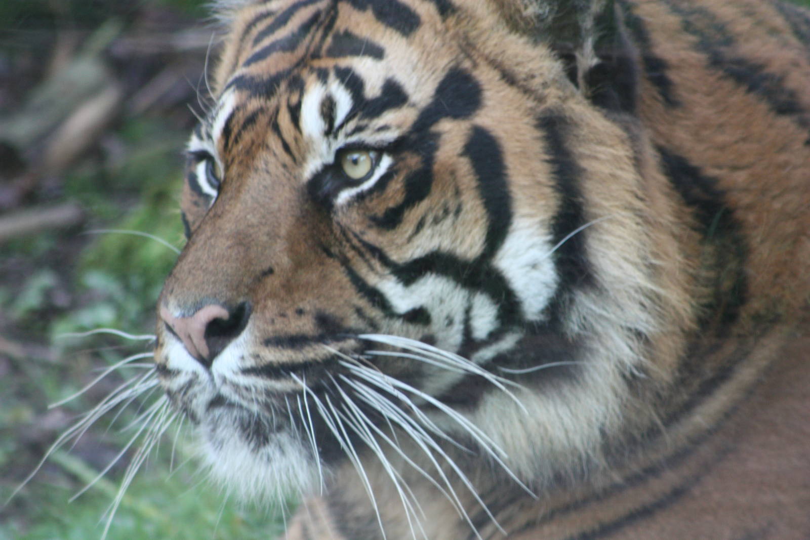 Bawa, 27th December 2014