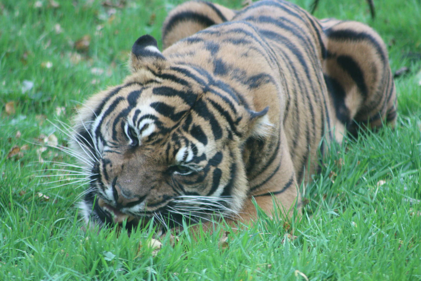 Bawa, 27th October 2014