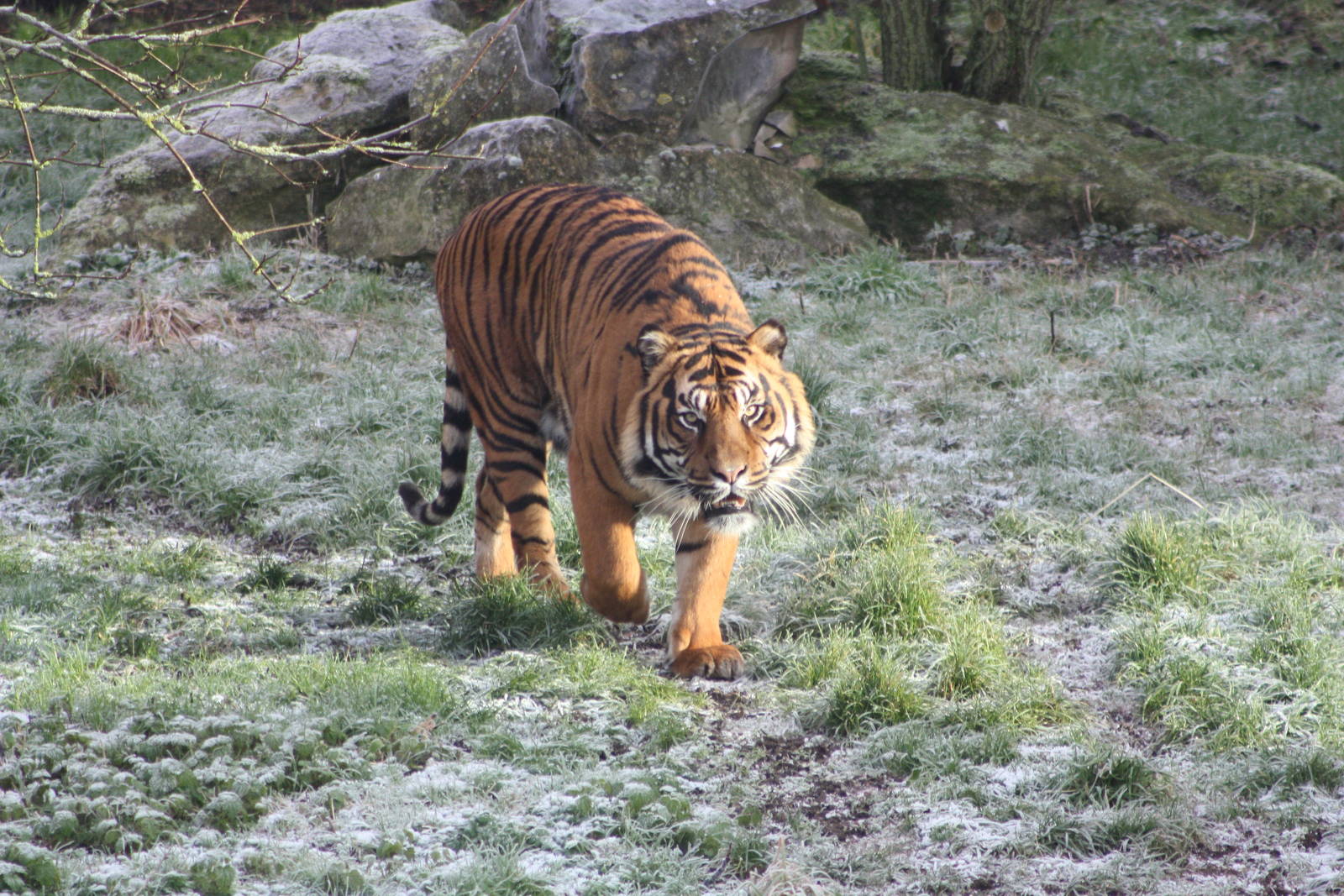 Bawa, 30th December 2014