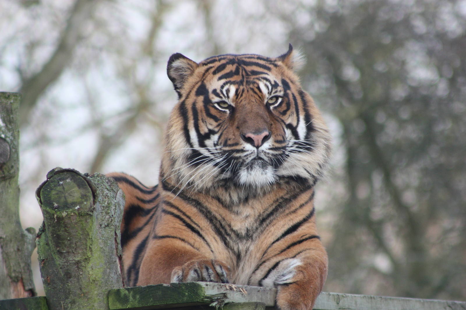 Bawa, 30th December 2014