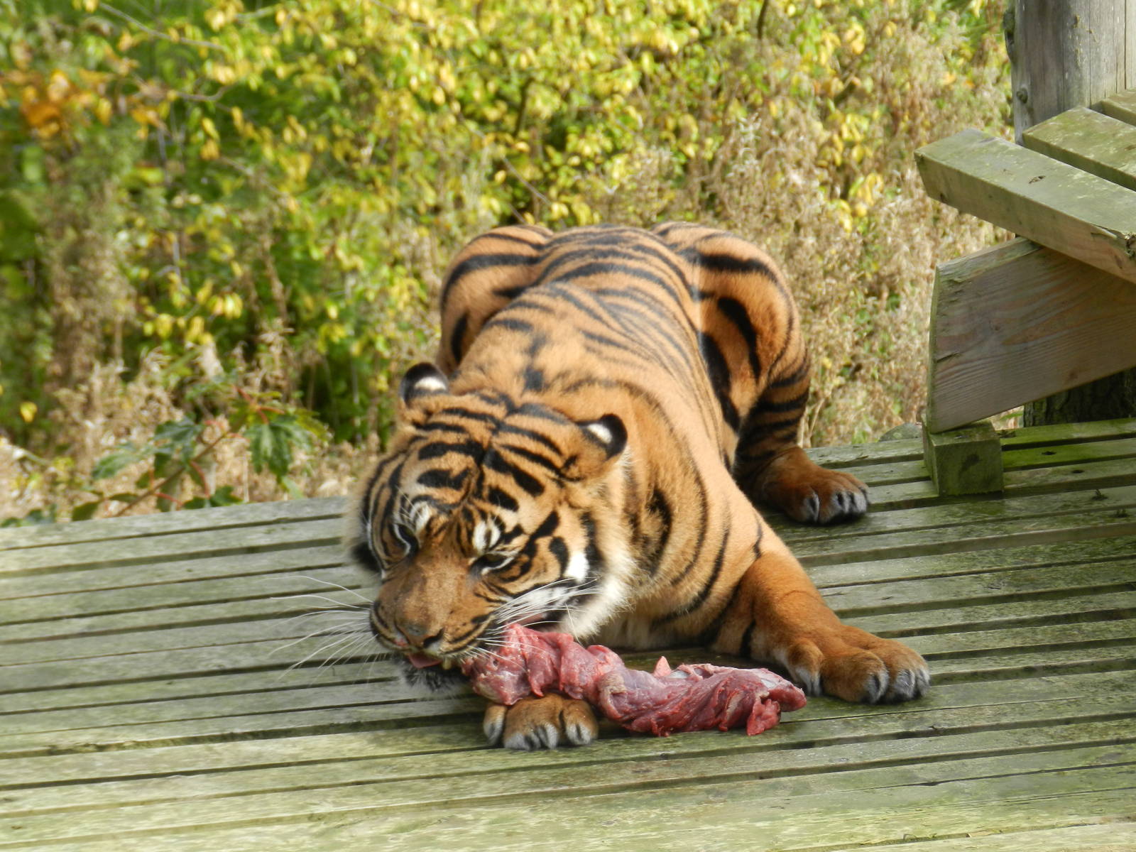 Bawa (Sumatran Tiger) at Flamingo Land - 14/10/2012