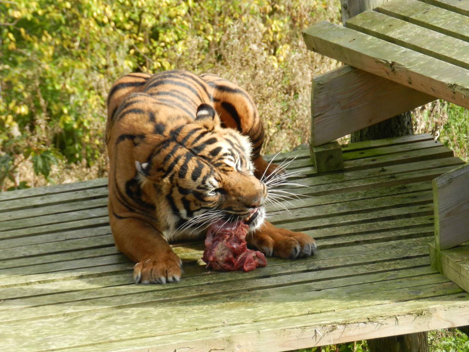 Bawa (Sumatran Tiger) at Flamingo Land - 14/10/2012