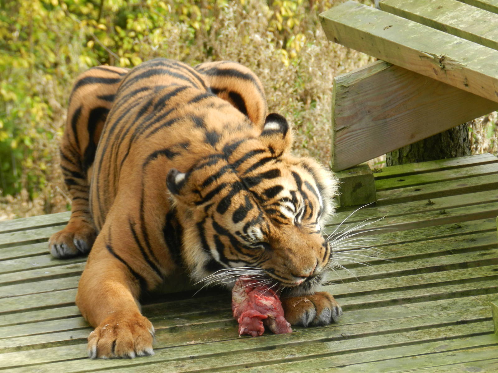Bawa (Sumatran Tiger) at Flamingo Land - 14/10/2012
