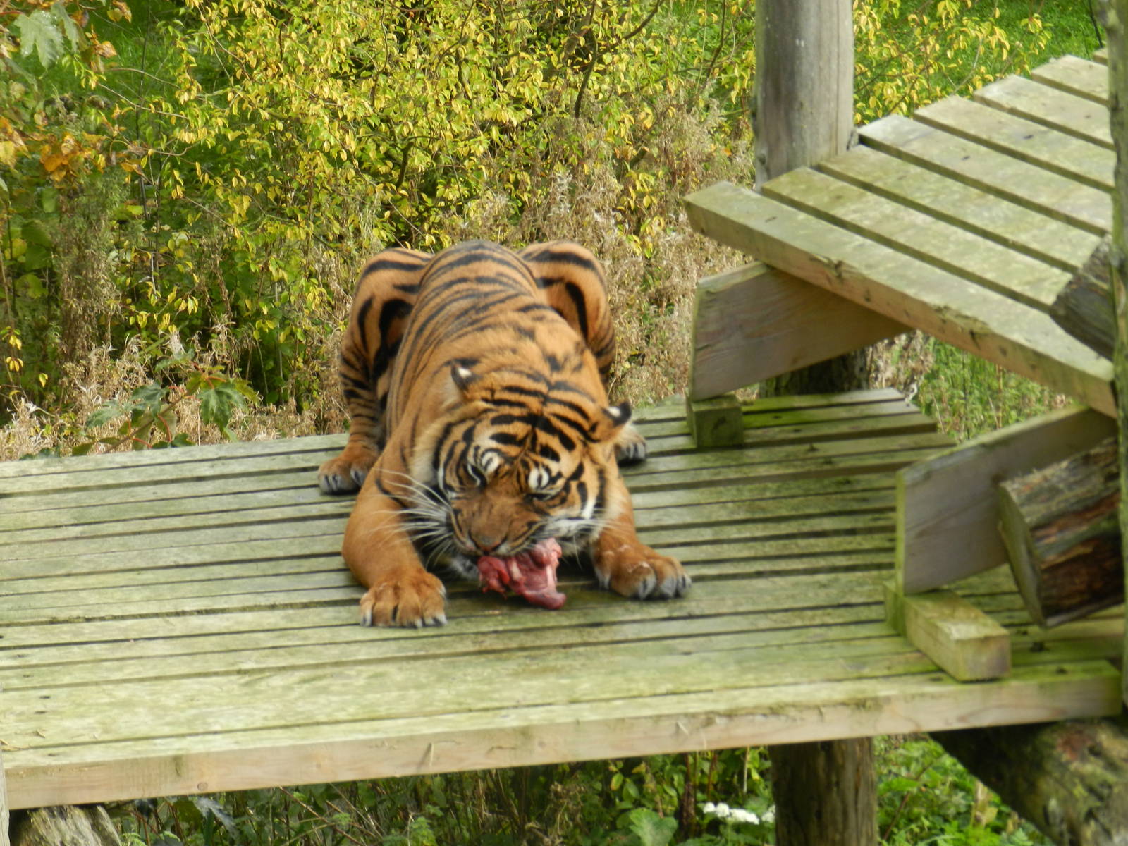 Bawa (Sumatran Tiger) at Flamingo Land - 14/10/2012