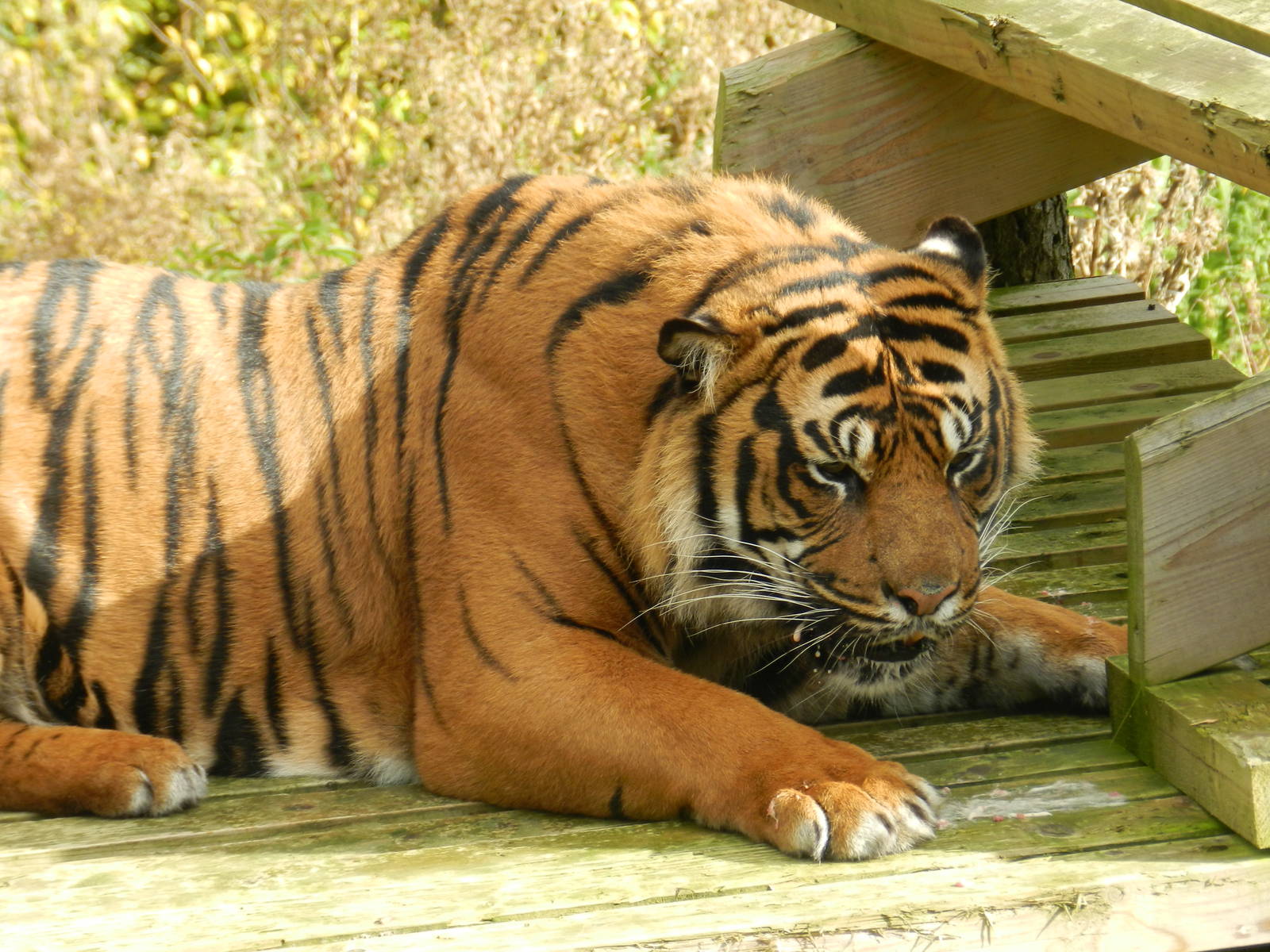 Bawa (Sumatran Tiger) at Flamingo Land - 14/10/2012