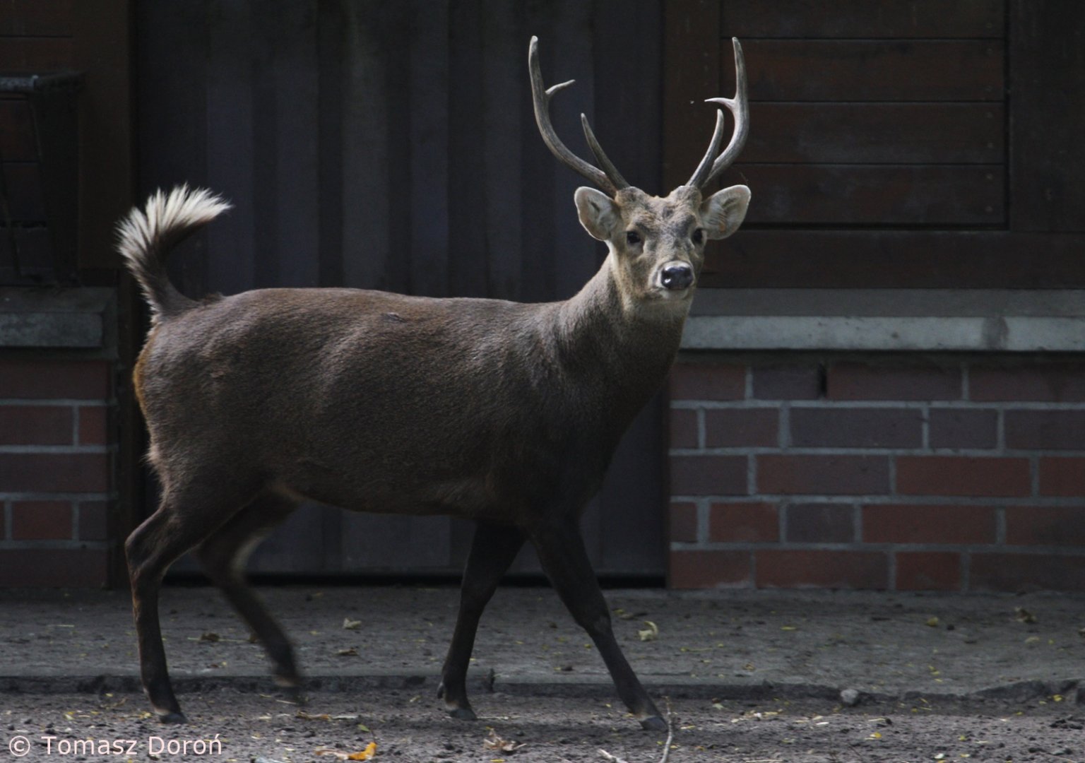 Bawaen Deer (Axis kuhlii), October 2020