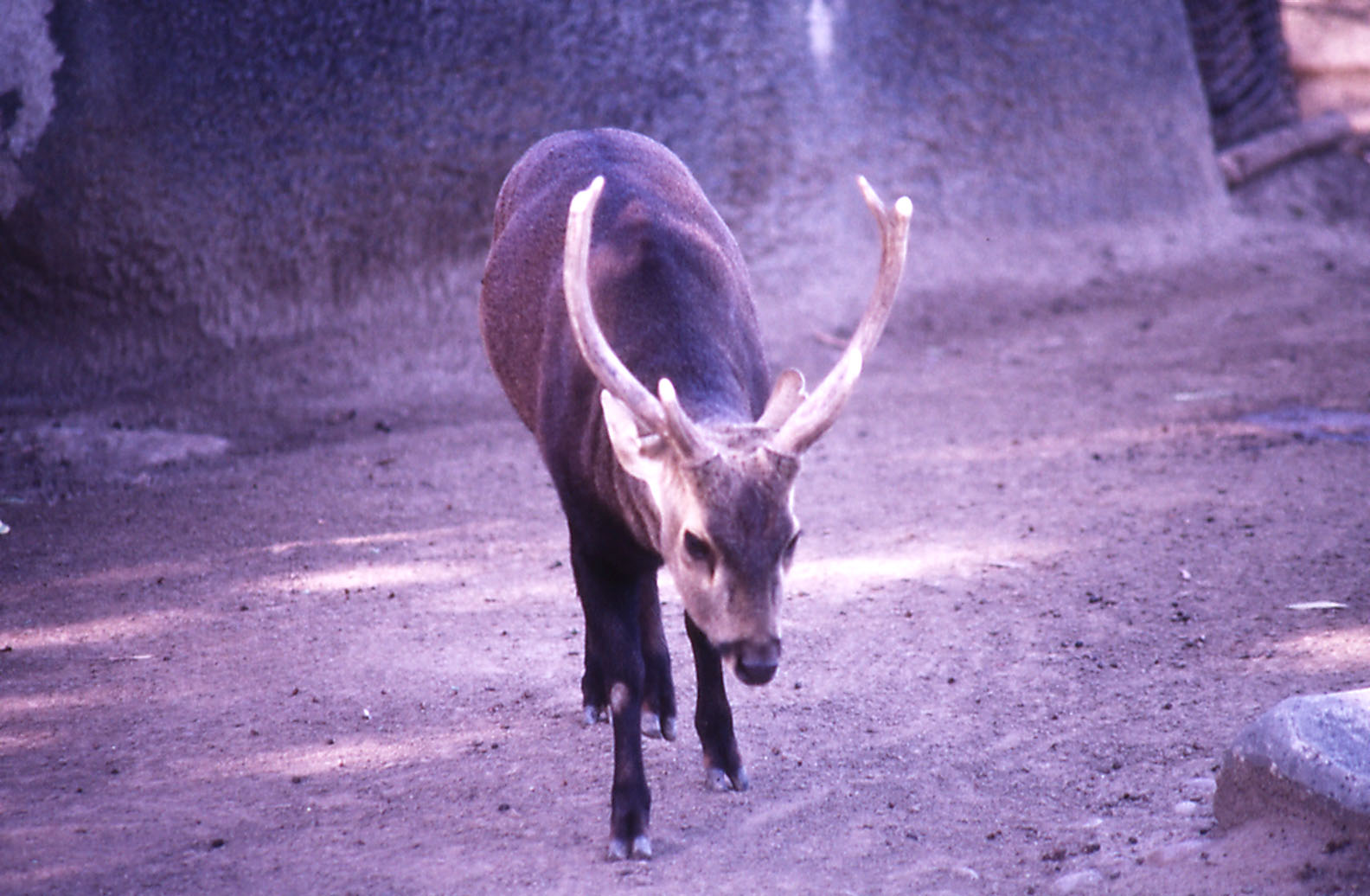 Bawean Deer - 1992