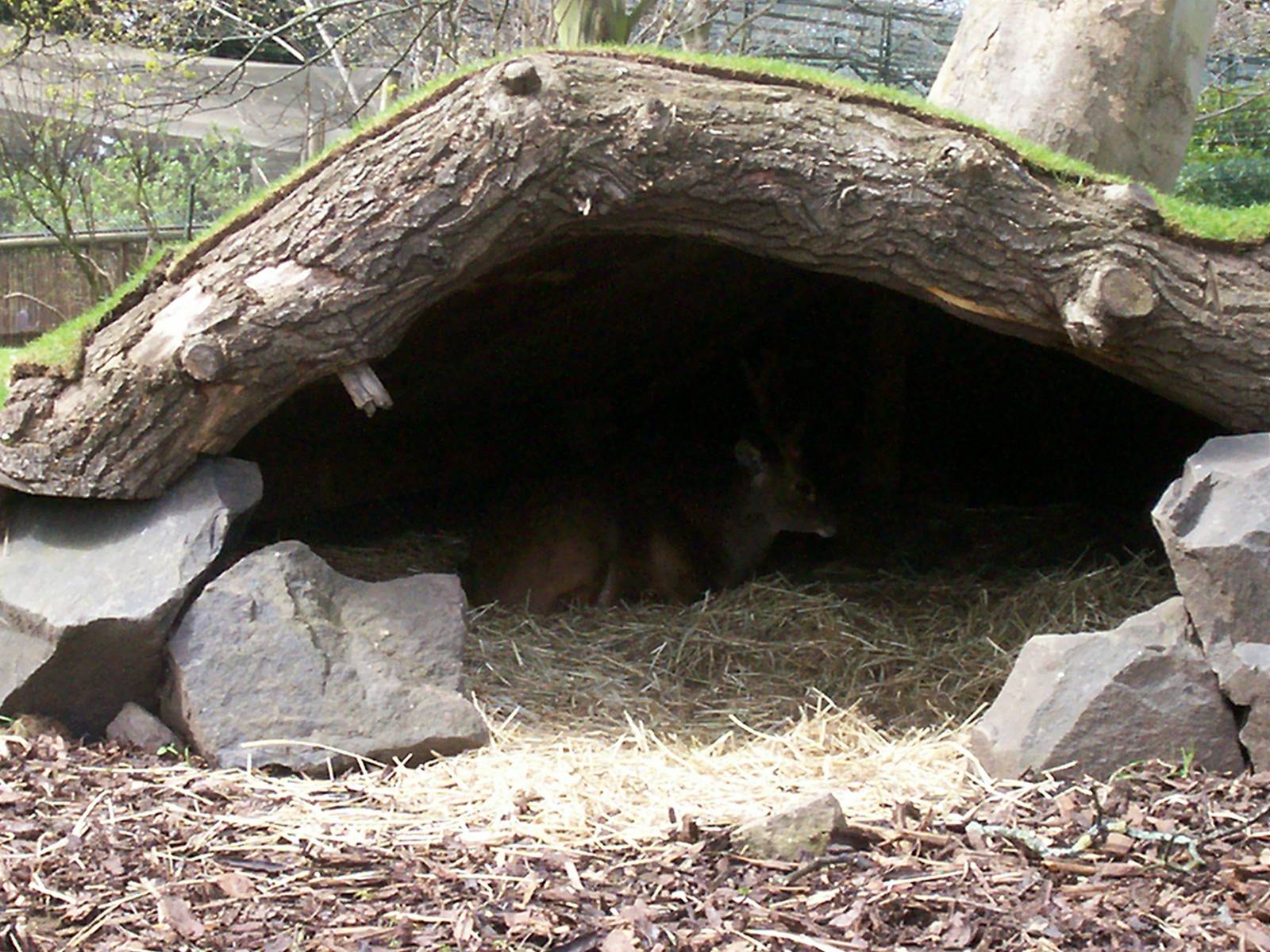 Bawean deer at Edinburgh zoo