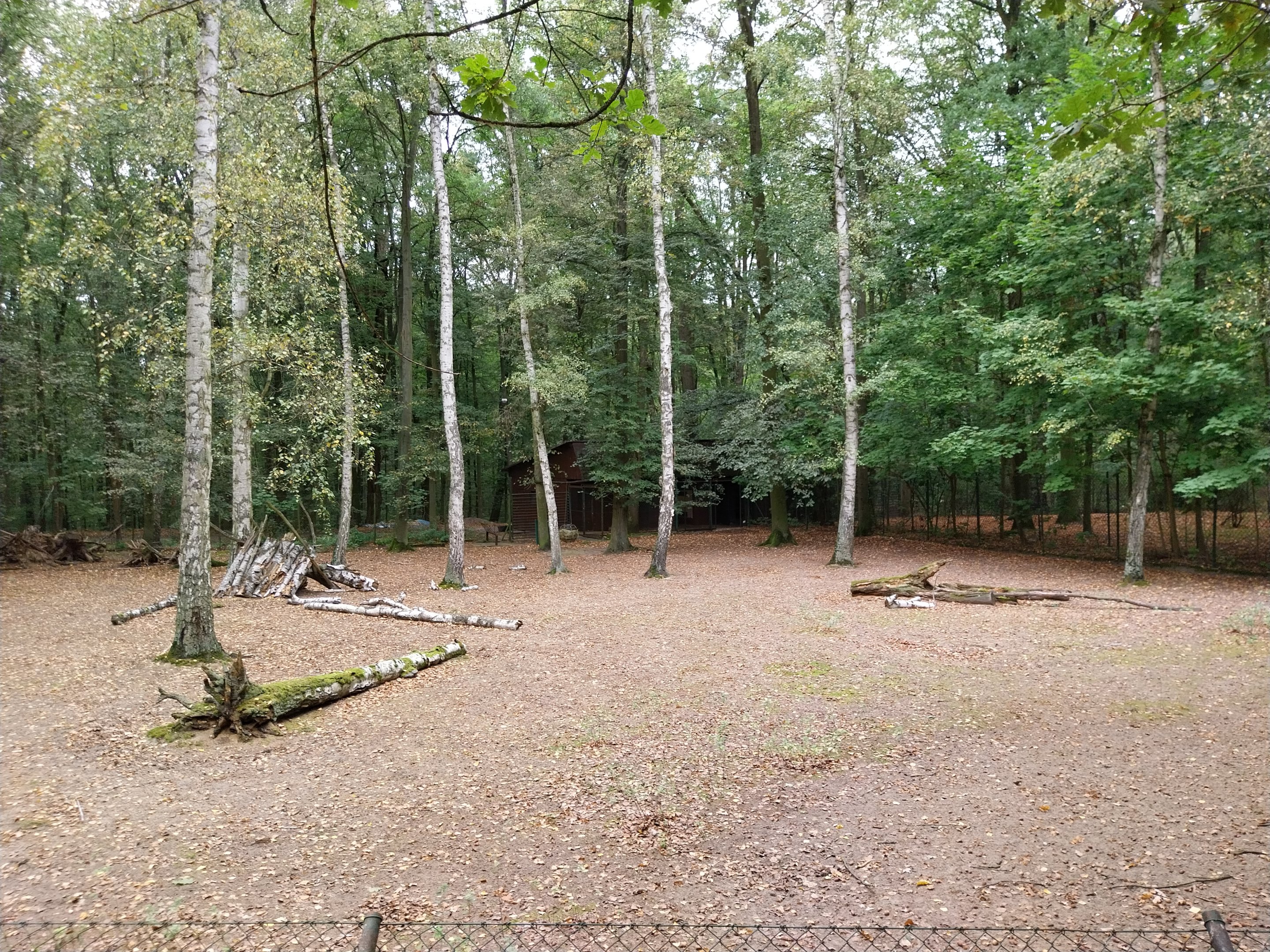 Bawean Deer (Axis kuhlii) enclosure