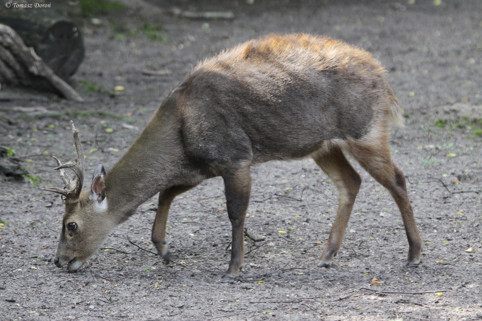 Bawean Deer (Axis kuhlii) male