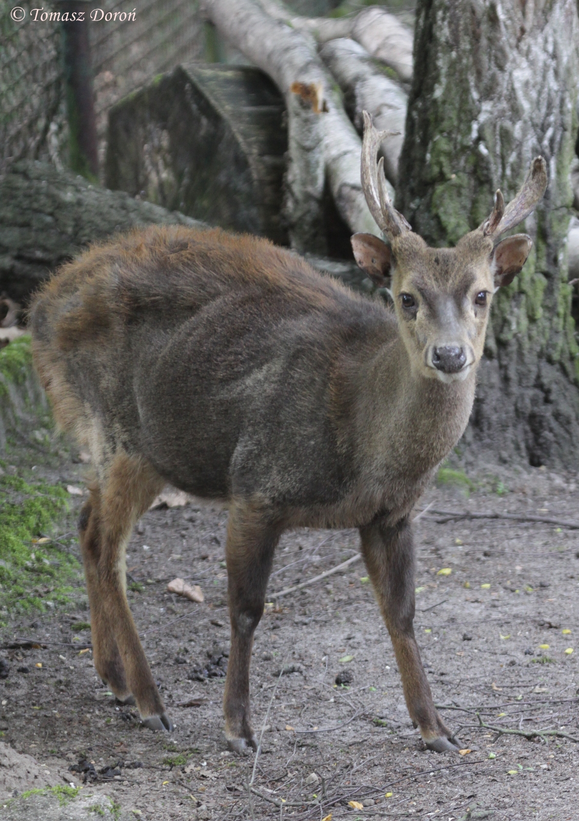 Bawean Deer (Axis kuhlii) male