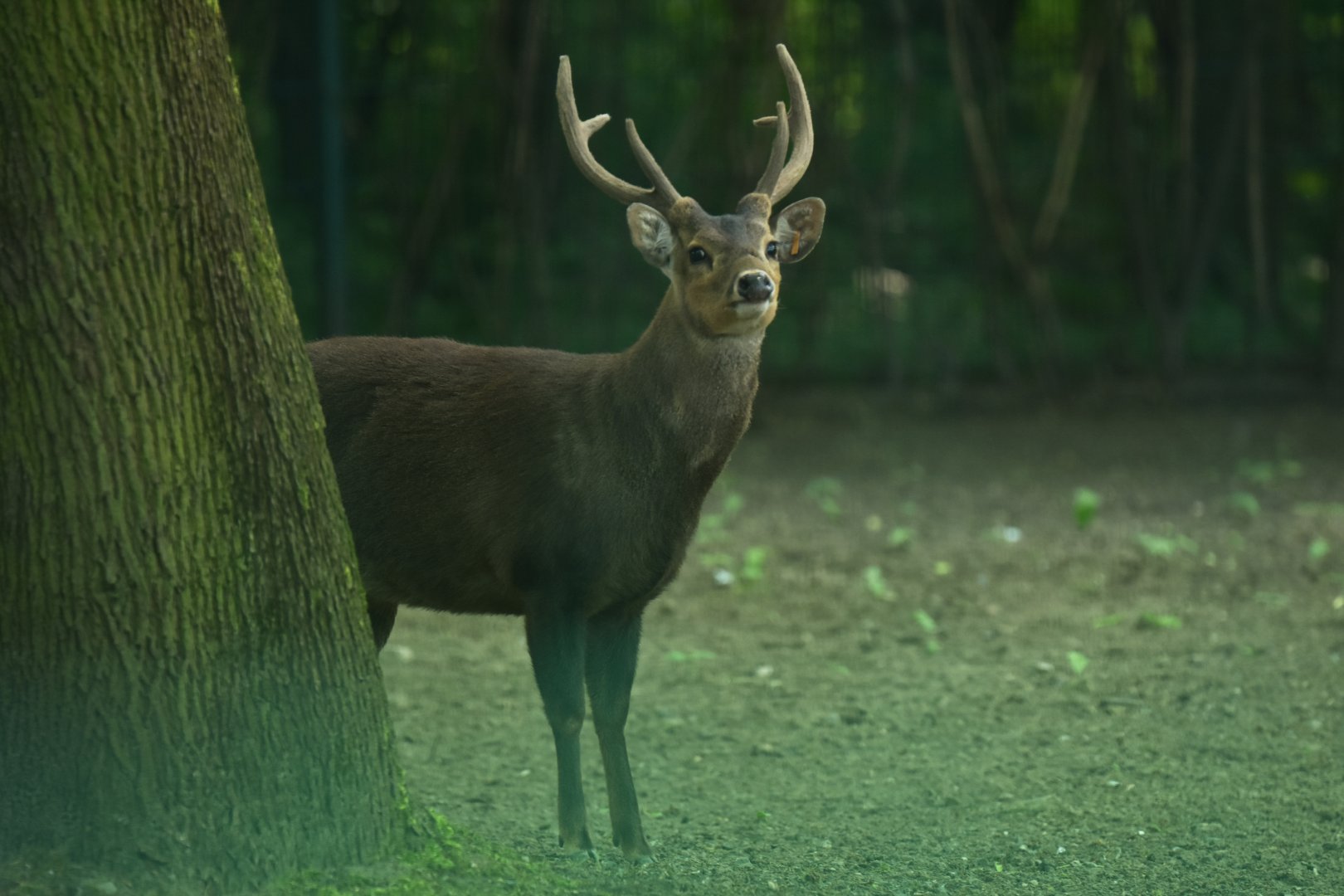 Bawean deer (Axis kuhlii)