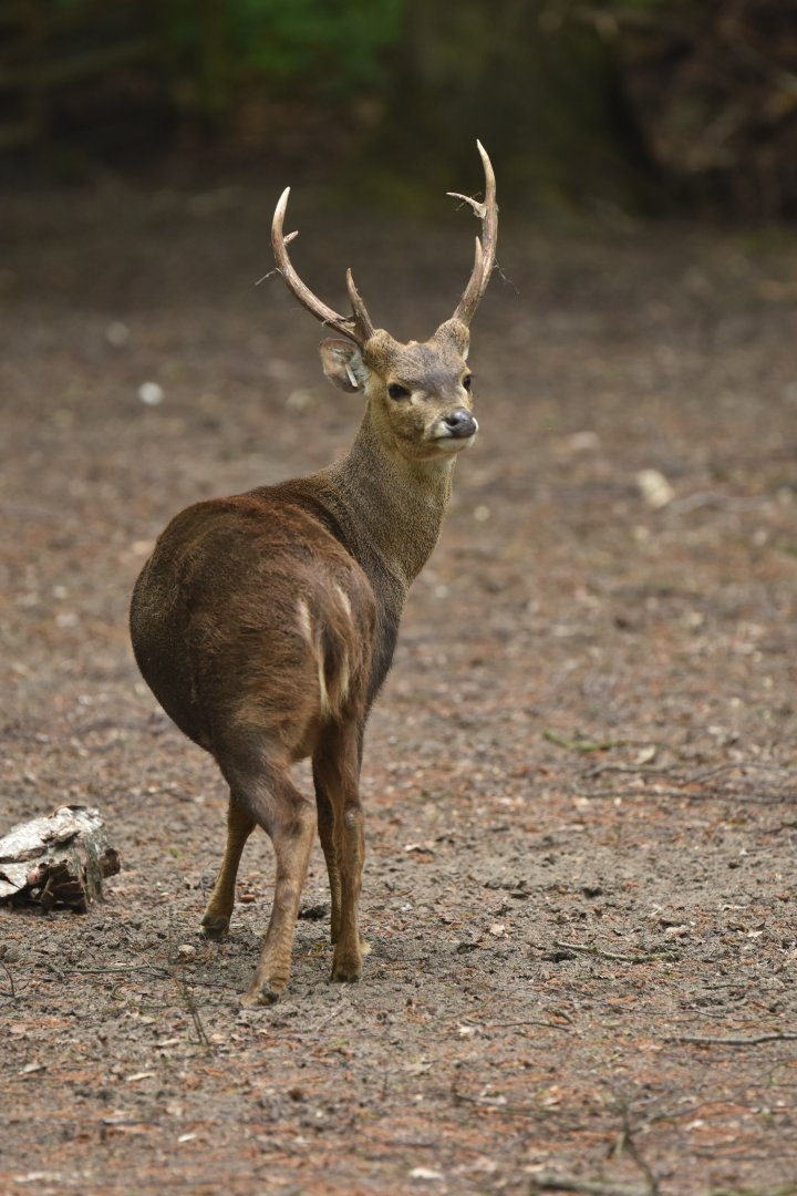 Bawean deer (Axis kuhlii)