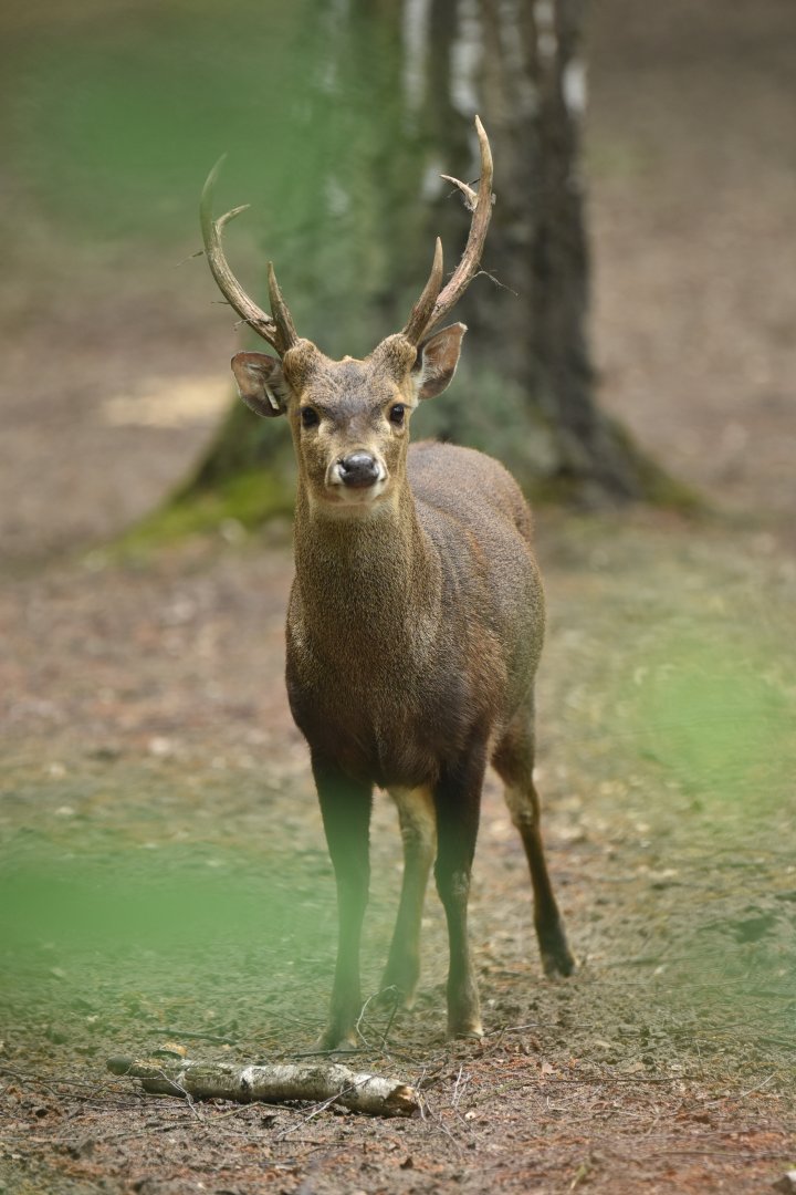 Bawean deer (Axis kuhlii)