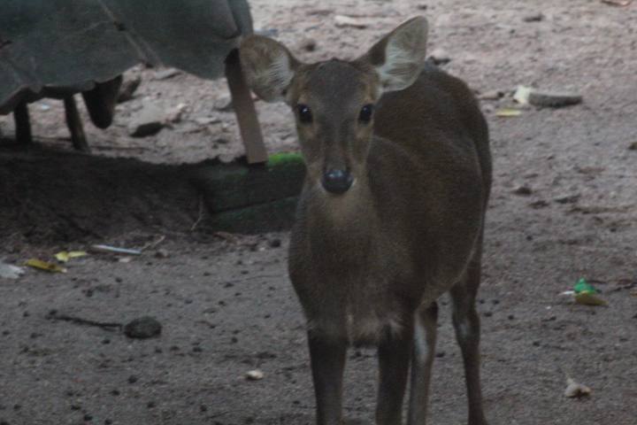 Bawean deer (Axis kuhlii)