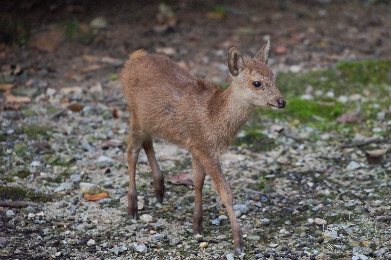 Bawean deer (Axis kuhlii)