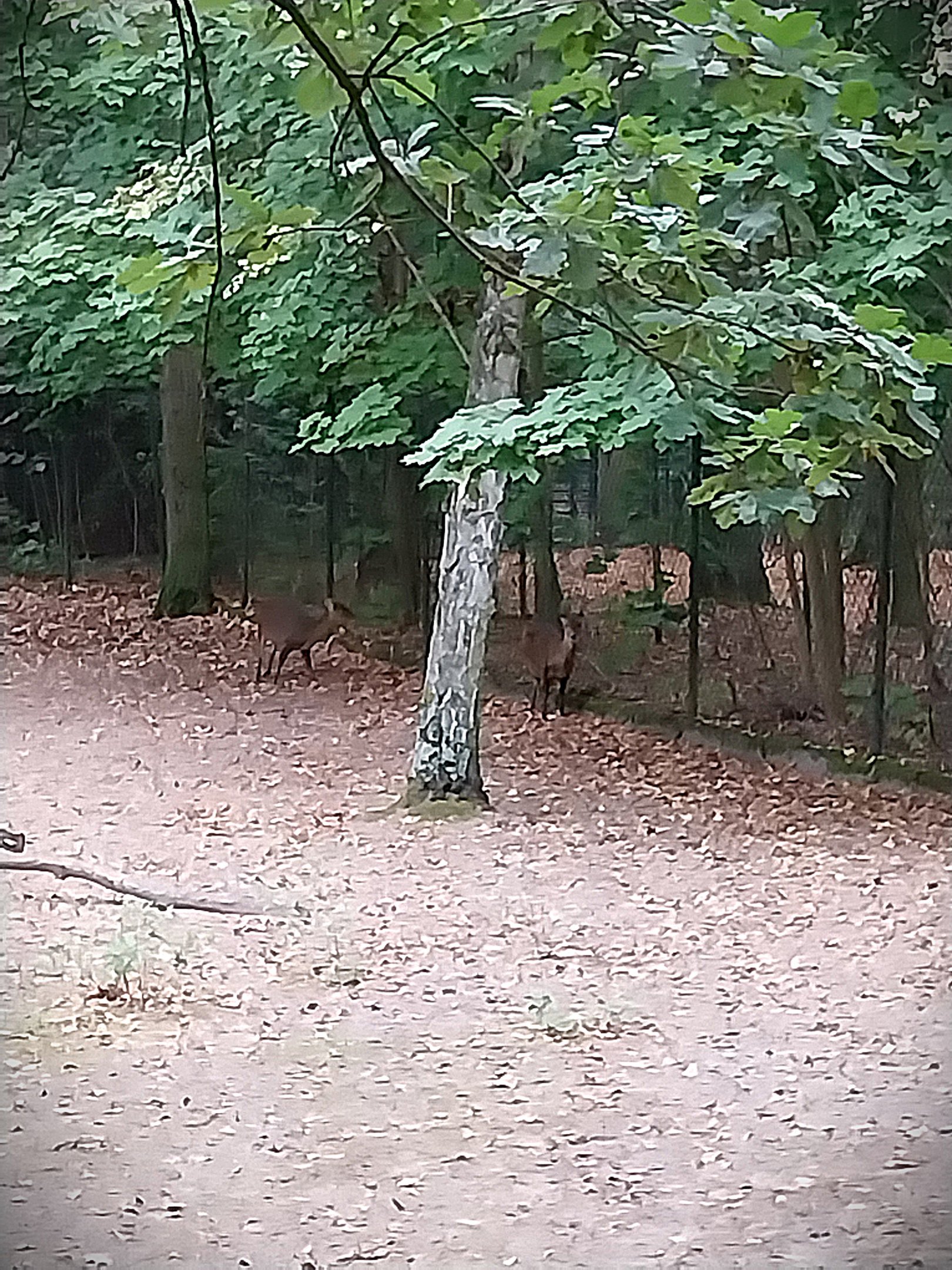 Bawean Deer (Axis kuhlii)