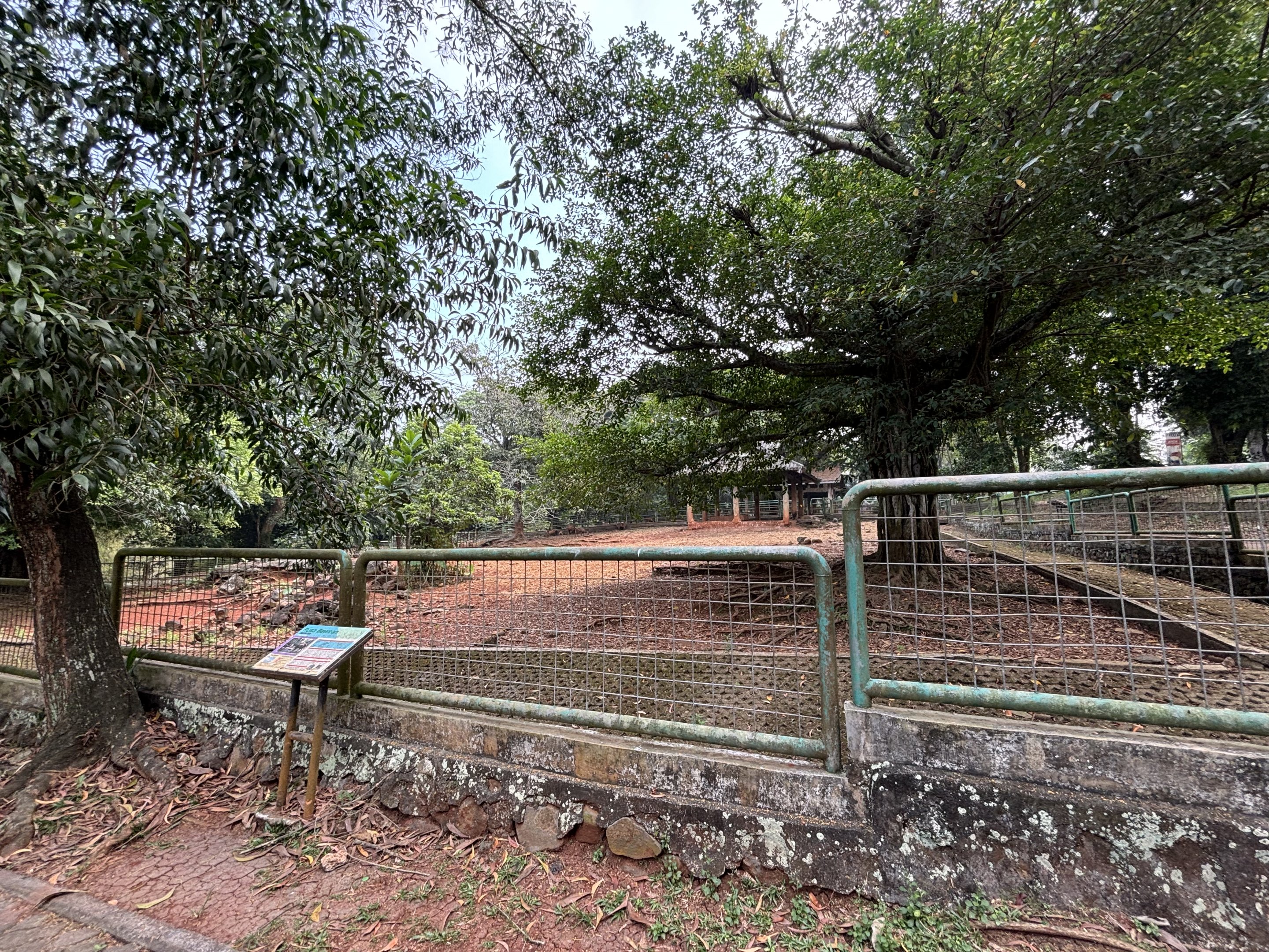 Bawean Deer Exhibit #1