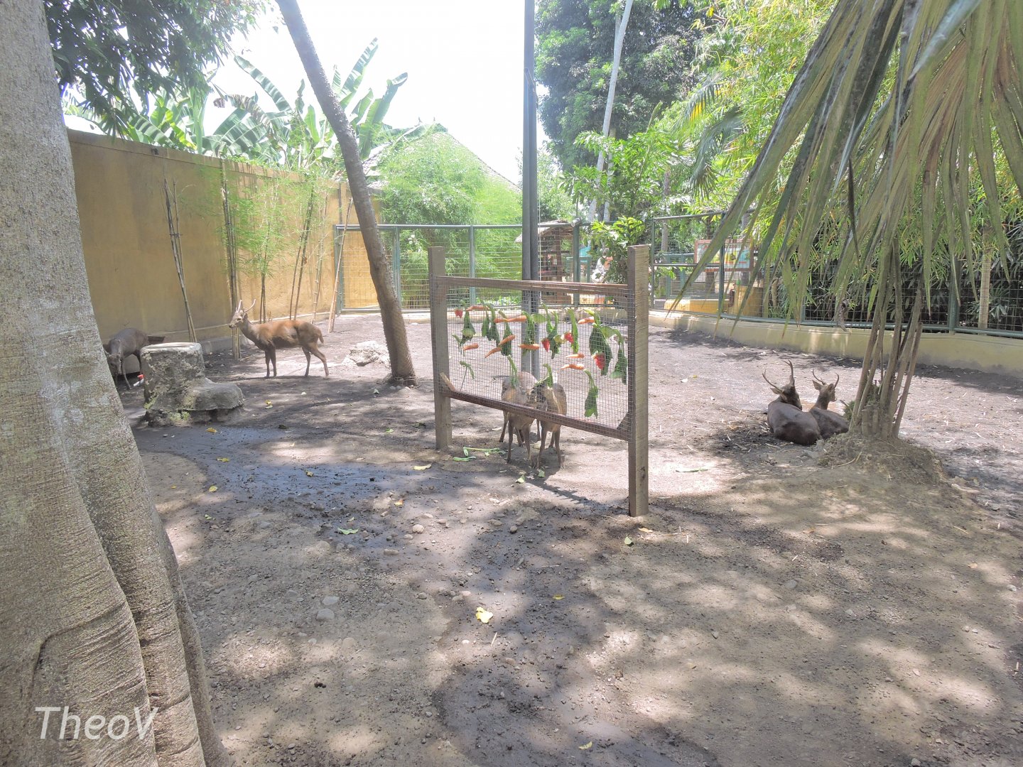 Bawean deer exhibit [2016]