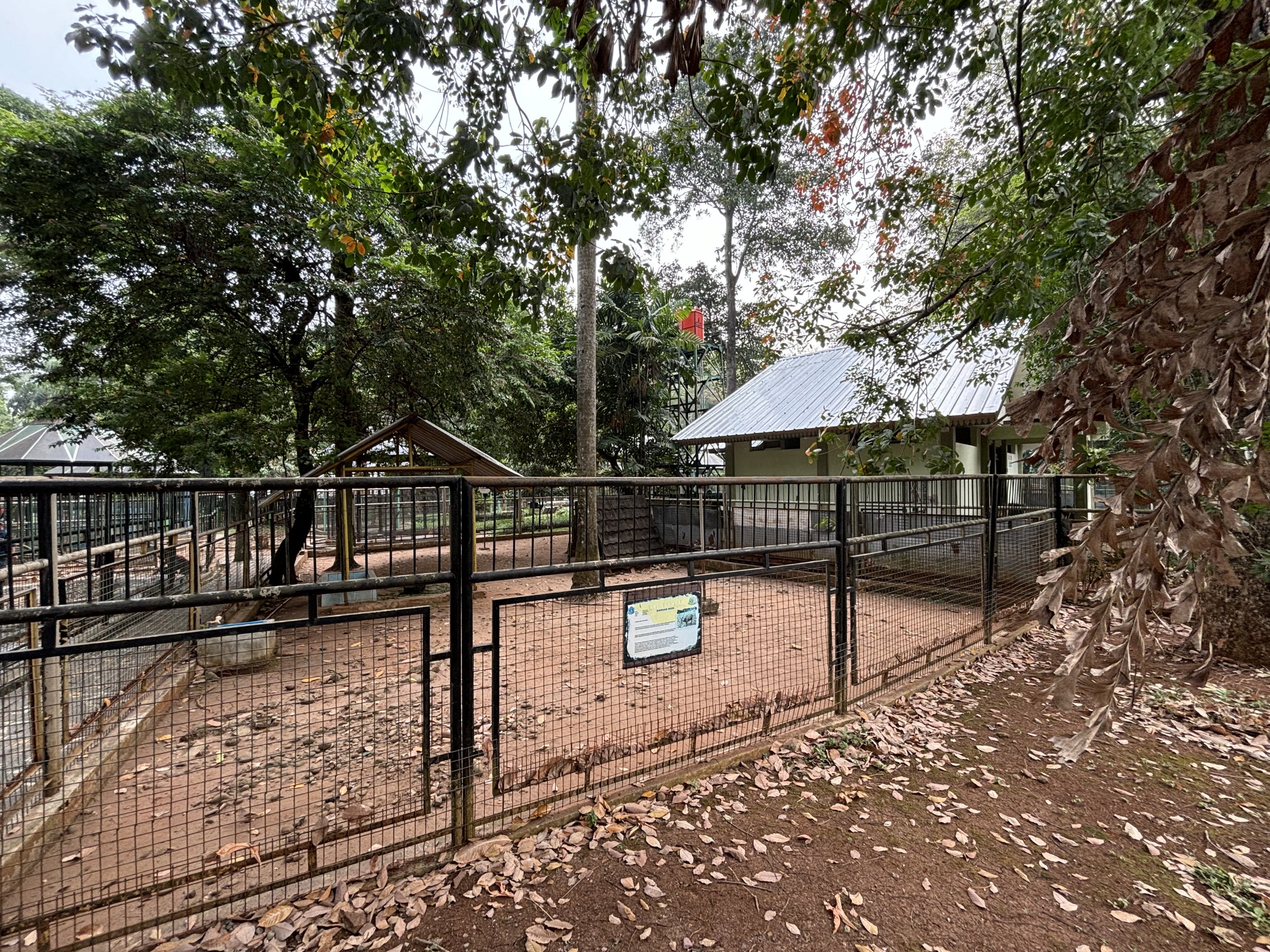 Bawean Deer Exhibit #3