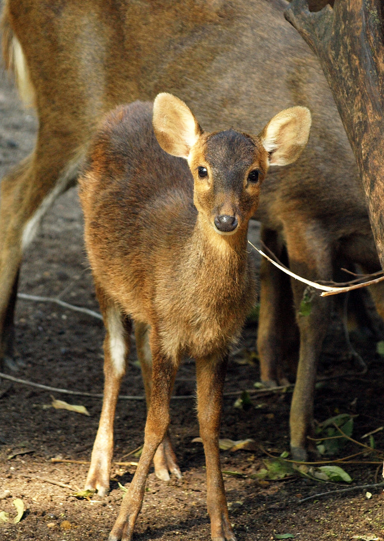 Bawean deer fawn