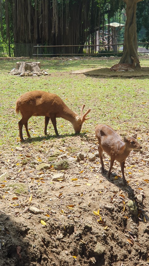 Bawean Deer (Hyelaphus kuhlii) - Solo Safari