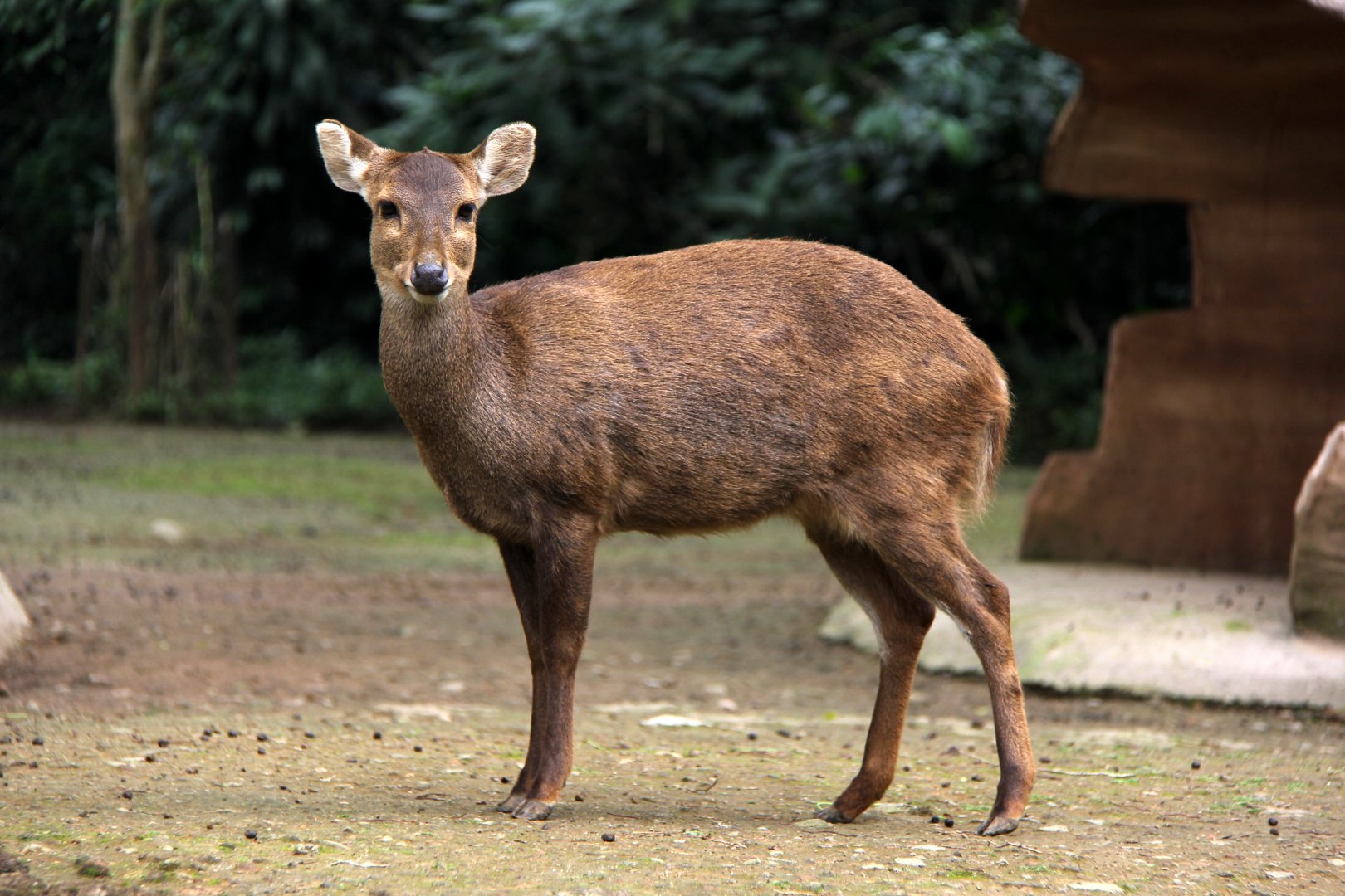 Bawean deer (Hyelaphus kuhlii)