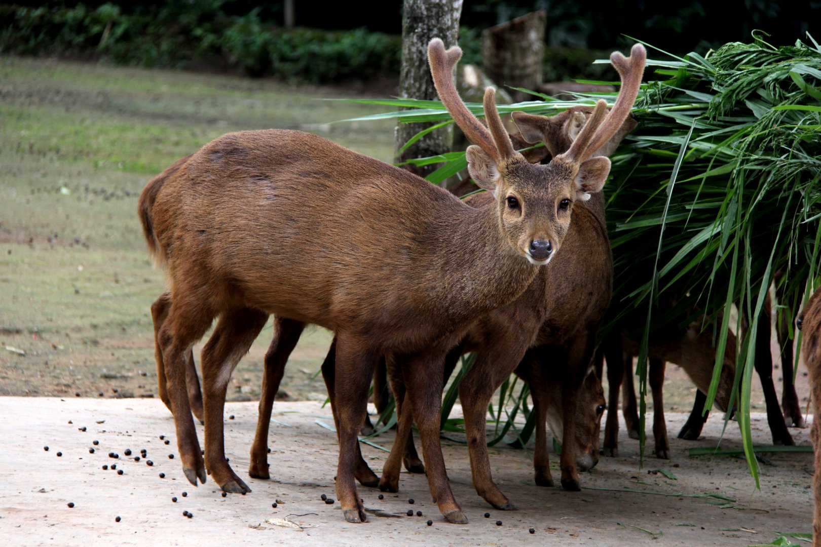 Bawean deer (Hyelaphus kuhlii)