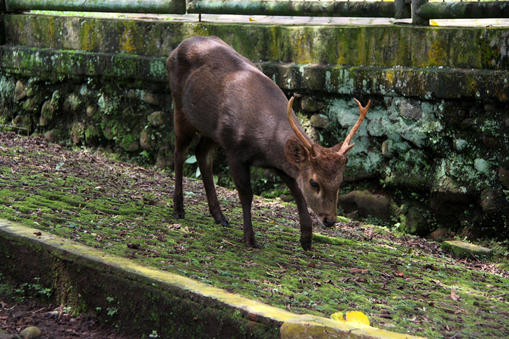 Bawean deer (Hyelaphus kuhlii)