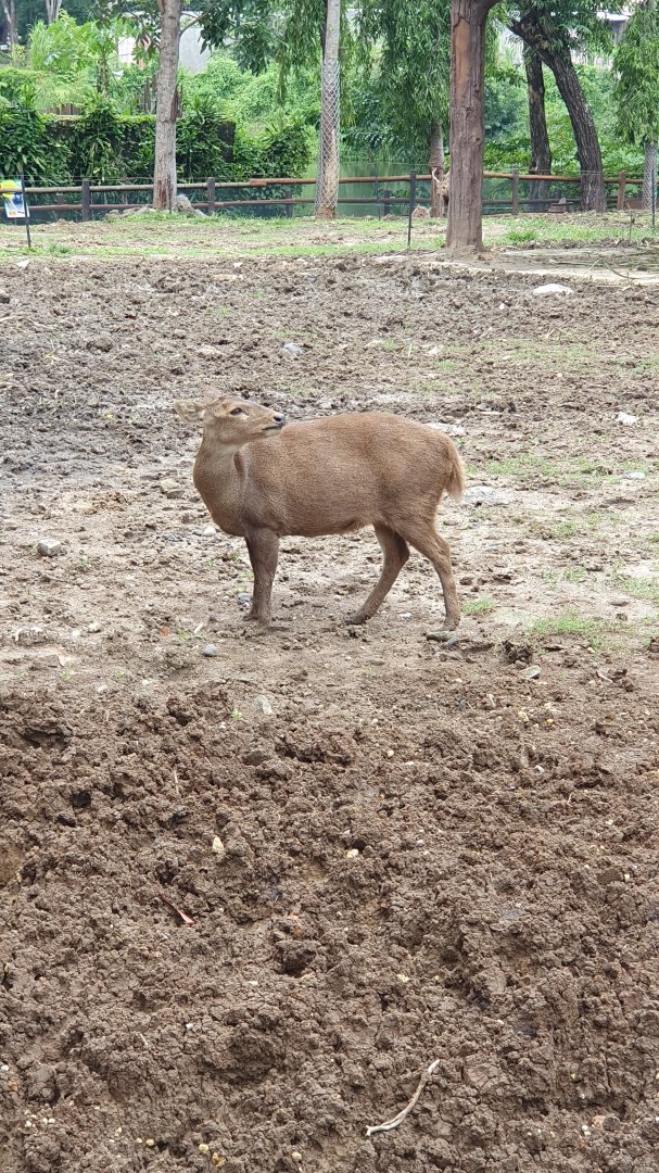 Bawean Deer (Hyelophus kuhlii) - Solo Safari