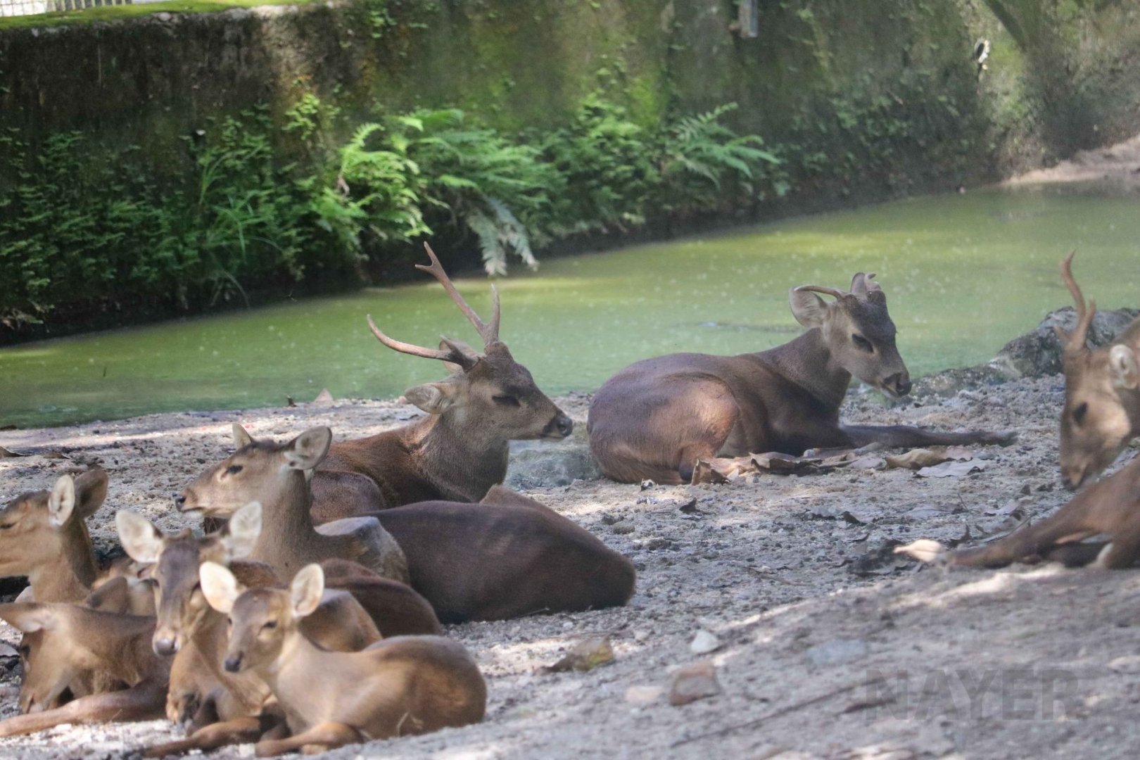 Bawean deer, June 2016